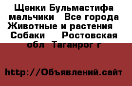 Щенки Бульмастифа мальчики - Все города Животные и растения » Собаки   . Ростовская обл.,Таганрог г.